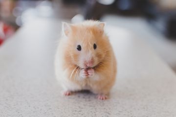 Jawab Soal Bahasa Inggris Kelas VIII Chapter 7, Describing Animal 'Hamster'