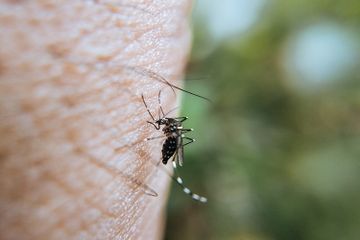 Mengapa Nyamuk Mengisap Darah Manusia?
