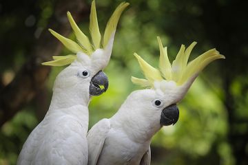 Jambul burung kakaktua dapat menunjukkan suasana hati atau mood yang sedang dirasakan.