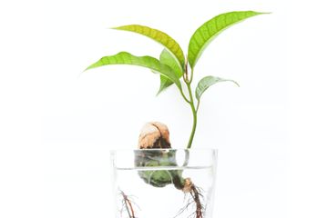 8 Bagian Biji Tumbuhan
