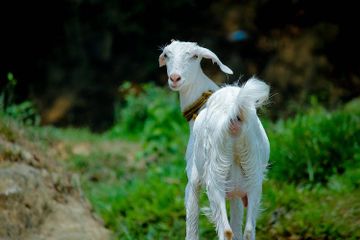 Seberapa Cepat Kambing Berlari?