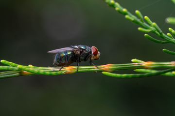 Lalat merupakan salah satu contoh hewan invertebrata.