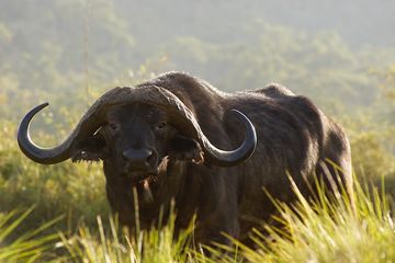 Terdapat soal seputar teks tentang buffalo pada buku bahasa Inggris kelas IX edisi revisi 2018 Chapter 9, halaman 171, materi 'What is it?'.