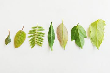 4 Perbedaan Daun pada Tumbuhan Monokotil dan Dikotil