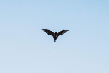 Jawab Soal Bahasa Inggris Kelas IX Chapter 9, Present Text Orally 'Bat'