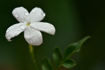 Apakah Bunga Melati Bisa Ditanam di dalam Ruangan?