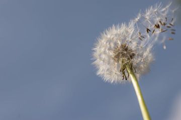 3 Fakta Dandelion, Bunga Berkelopak Unik