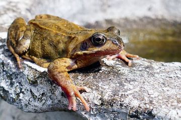 Mengapa Katak Mudah Melompat?