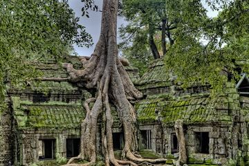 4 Bagian Struktur Dalam Akar Dikotil