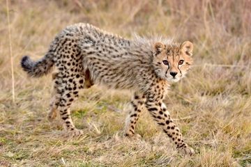 Apakah Cheetah Bisa Mengaum?