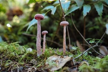Jawab Soal Divisi Kingdom Fungi Deuteromycotina, Biologi Kelas X Bab V