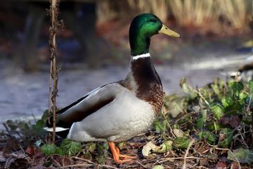 Apakah Itik Sama dengan Bebek?