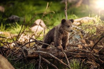 Beruang adalah salah satu hewan yang melakukan hibernasi saat masuk musim dingin.