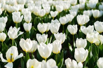 Mengapa Bunga Tulip Dijadikan sebagai Bunga Nasional Turki?