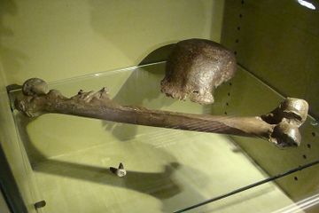 Sejarah Penemuan dan Ciri-Ciri Pithecanthropus Erectus