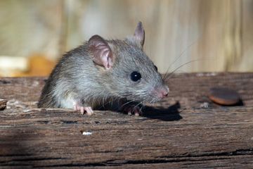 Jawab Soal Bahasa Inggris Kelas IX Chapter 9, Menulis Teks tentang Tikus (Mouse)