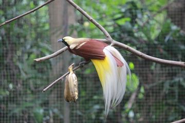 Burung cenderawasih dijuluki sebagai Bird of Paradise.
