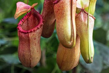 Jawab Soal Bahasa Inggris Kelas XI Chapter 6, Conversation about Endangered Flora - Kantong Semar