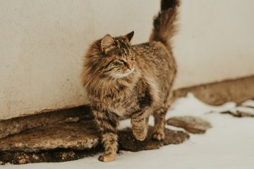 Kucing terkena jamur karena adanya kontak langsung dengan jamur di lingkungan hidupnya.
