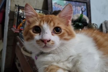 Apa Itu Scabies pada Kucing?
