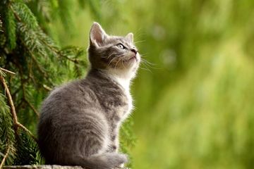 Kucing bisa menularkan rabies.