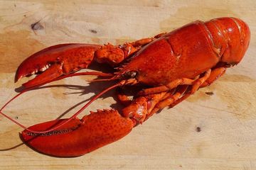 Benarkah Lobster Bisa Melepaskan Cangkangnya?