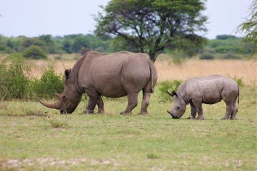 Bentuk Usaha Pelestarian Fauna di Indonesia