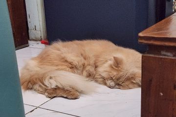 Kenapa Tubuh Kucing Sangat Lentur?