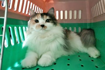 Mengapa Kucing Senang Memijat Pemiliknya?