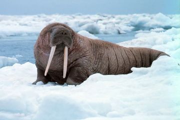 Kenapa Walrus Memiliki Taring?