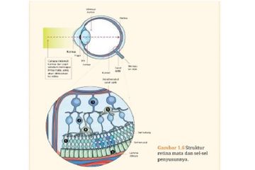 Retina mata memiliki berbagai jenis sel di dalamnya.