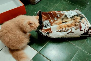 Mengapa Kucing Senang Mengendus Sesuatu?
