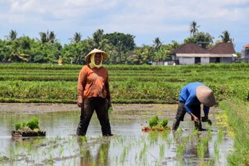 7 Bentuk Sistem Mata Pencaharian