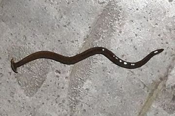 5 Fakta Hammerhead Worm, Cacing yang Berbahaya bagi Alam