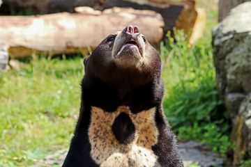 Mengapa Beruang Madu Dijuluki sebagai Beruang Anjing?