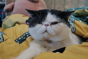 Apa Penyebab Munculnya Jamur pada Kucing?