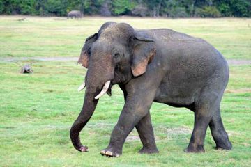 Gajah Sumatra adalah salah satu gajah terkecil di dunia dan merupakan spesies yang terancam punah.