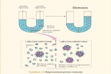 Jawab Soal Aktivitas 2.6 Representasi Proses Osmosis, Materi Biologi Kelas XI Kurikulum Merdeka