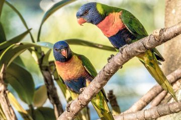 Ciri-Ciri Fauna Australis serta Jenisnya, Materi Geografi Kelas XI Kurikulum Merdeka
