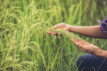 8 Contoh Makanan Sumber Karbohidrat