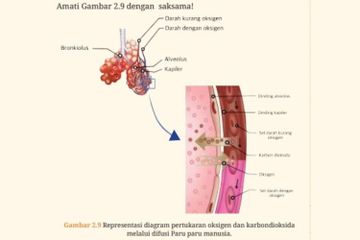 Proses difusi terjadi pada paru-paru manusia, ketika adanya pertukaran oksigen dan karbon dioksida.
