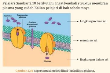 Glukosa dalam tubuh manusia memiliki peran penting.