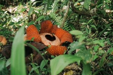 Rafflesia arnoldii adalah salah satu faunia wilayah barat Indonesia.