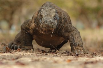 Apakah Air Liur Komodo Beracun?
