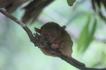 Kenapa Tarsius Berburu pada Malam Hari?