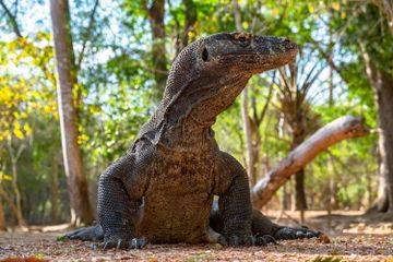 3 Garis Khayal yang Membedakan Flora dan Fauna Indonesia, Materi Geografi Kelas XI Kurikulum Merdeka