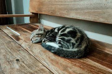 Mengapa Kucing Senang Memperlihatkan Bagian Ekor kepada Pemiliknya?