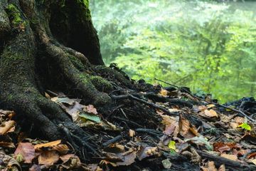 Tumbuhan memiliki jenis akar yang berbeda-beda, yaitu akar monokotil dan dikotil.