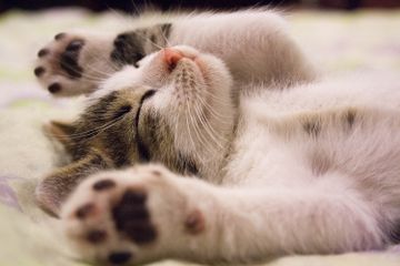 Anak kucing boleh dipisahkan dari induknya minimal setelah berusia delapan minggu.