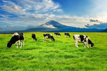 Benarkah Kentut Sapi Menyebabkan Pemanasan Global?